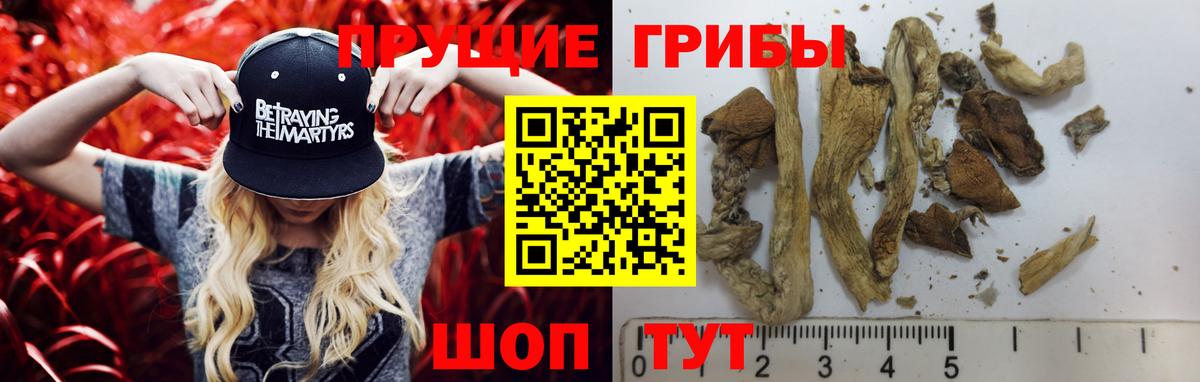 Галлюциногенные грибы Psilocybe Майкоп